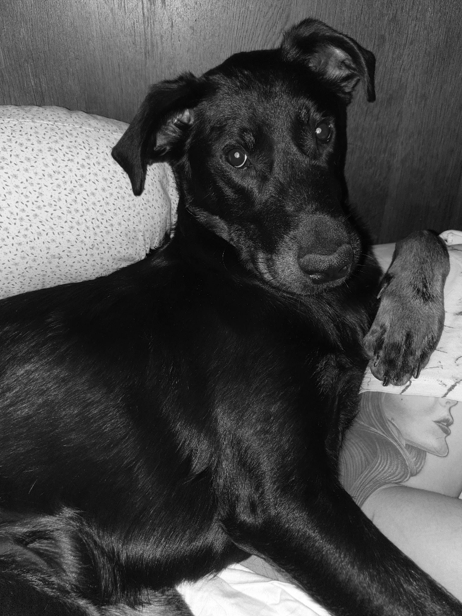 Ruby a rejoint le concours — aidez-le/la à gagner de superbes lots ! borador, carnivore, comfort, companion_dog, dog, dog_breed, dog_collar, fawn, fur, grey, guard_dog, monochrome, monochrome_photography, pet_supply, snout, sporting_group, terrestrial_animal, toy_dog, whiskers, working_animal