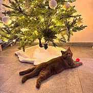 Cookie a rejoint le concours — aidez-le/la à gagner de superbes lots ! cat, christmas_tree, ornaments, lights, toy, floor, tile, brown_cat, decorations, holiday, festive, indoor, pet, relaxed, animal, tree_skirt, pinecone, warm_lighting, curious, cozy