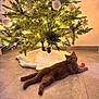 cat, christmas_tree, ornaments, lights, toy, floor, tile, brown_cat, decorations, holiday, festive, indoor, pet, relaxed, animal, tree_skirt, pinecone, warm_lighting, curious, cozy