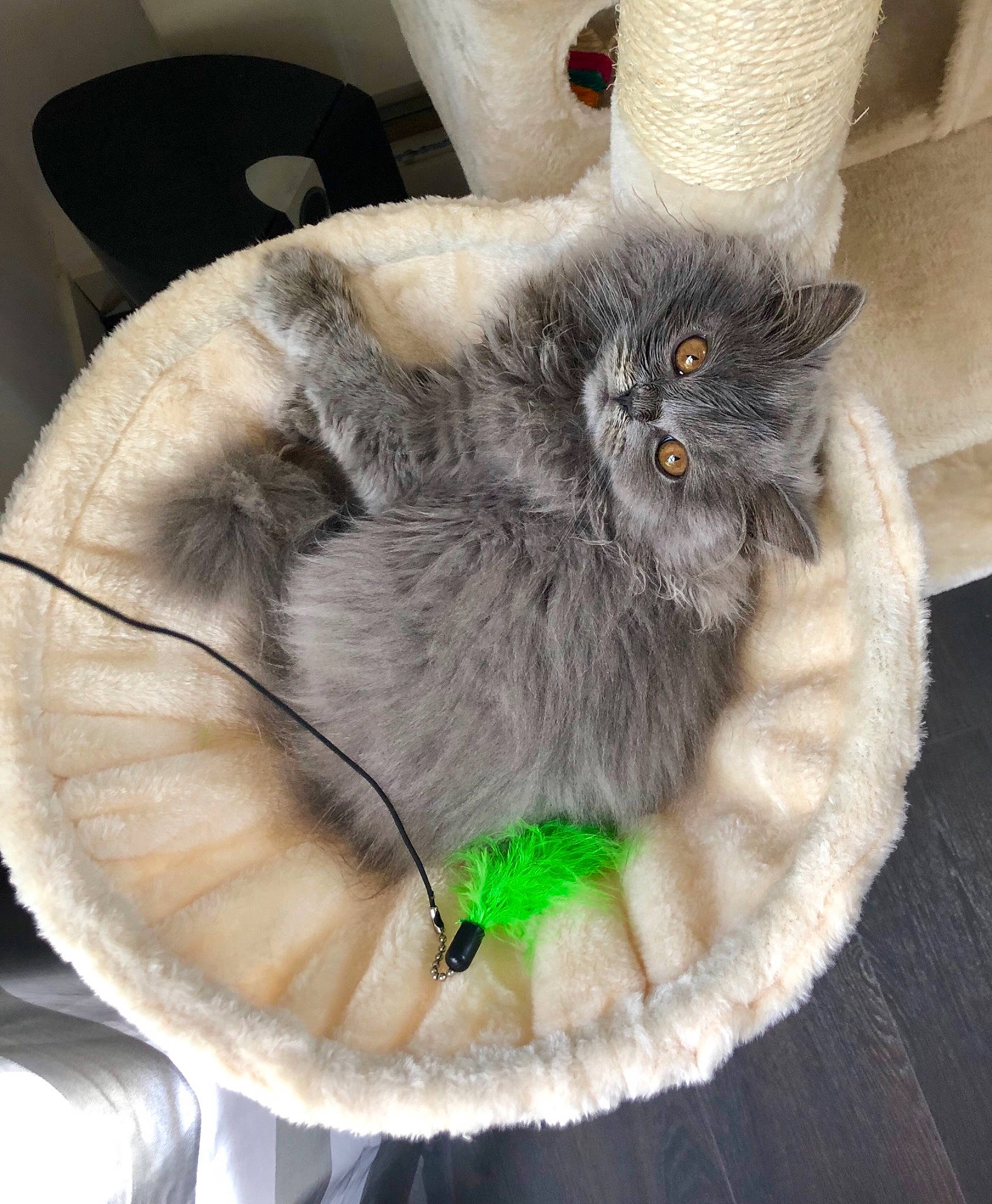 Perle participe au concours pour gagner de l'argent avec cette photo : british_longhair, british_semi_longhair, british_shorthair, carnivore, cat, cat_bed, domestic_long_haired_cat, fawn, felidae, fur, kitten, nebelung, persian, ragamuffin, small_to_medium_sized_cats, whiskers