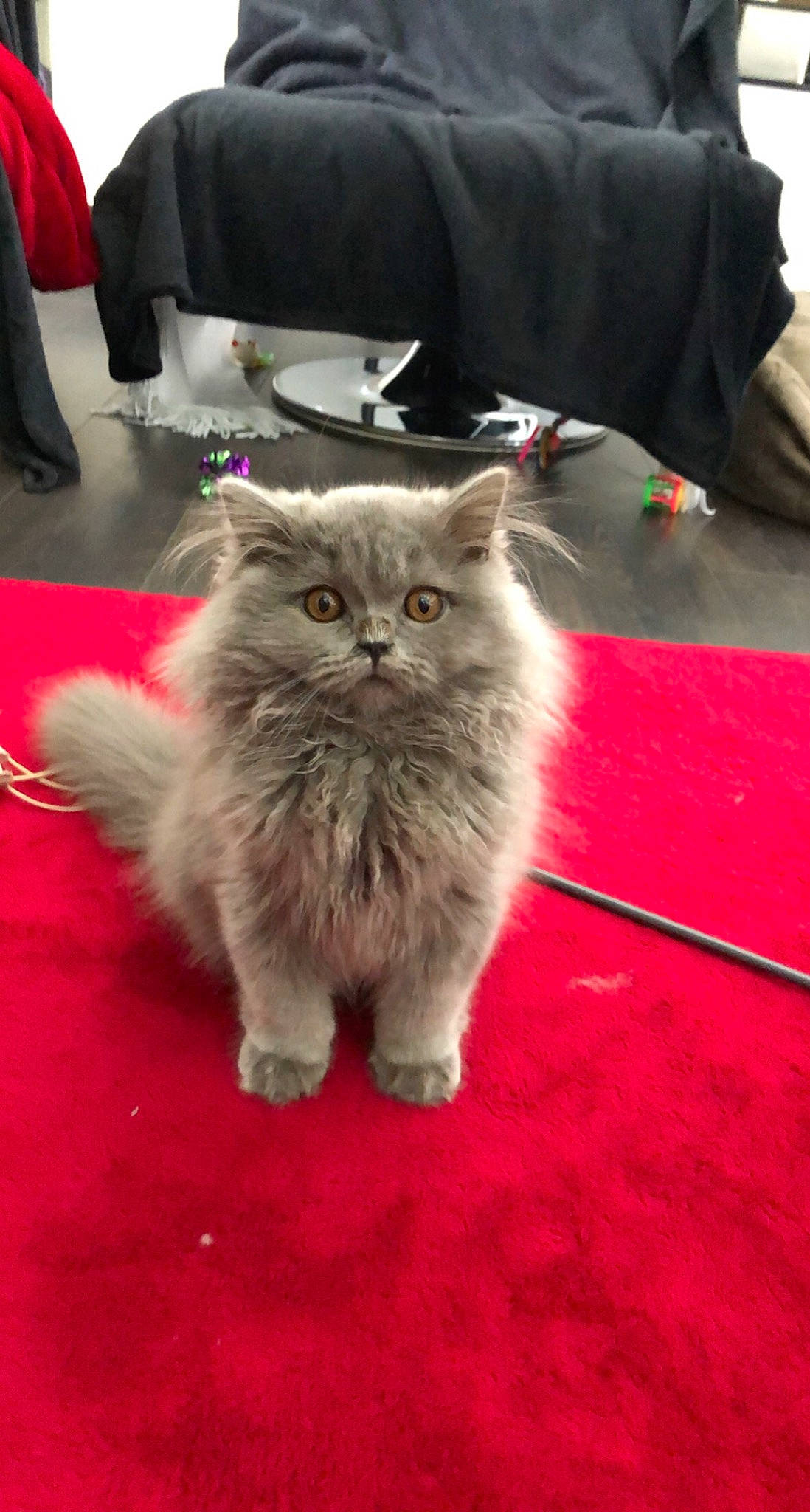 Perle participe au concours pour gagner de l'argent avec cette photo : asian_semi_longhair, british_longhair, british_semi_longhair, british_shorthair, carnivore, cat, cymric, domestic_long_haired_cat, fawn, felidae, kitten, mammal, napoleon_cat, nebelung, norwegian_forest_cat, persian, ragamuffin, small_to_medium_sized_cats, vertebrate, whiskers