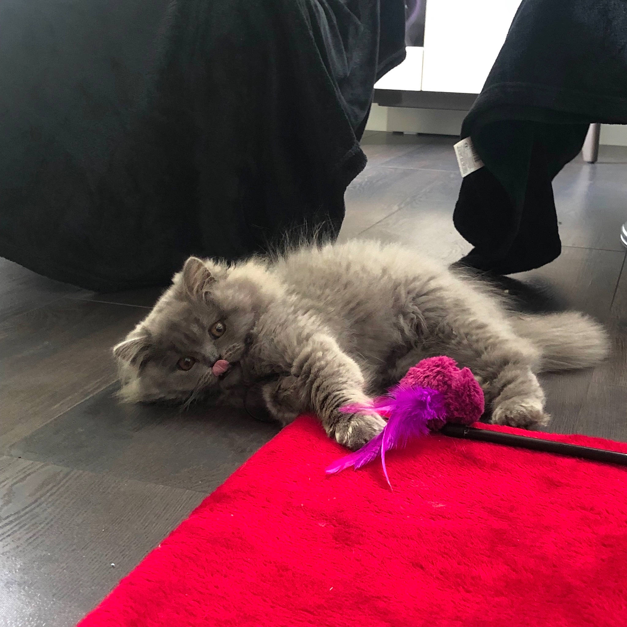 Perle participe au concours pour gagner de l'argent avec cette photo : british_shorthair, carnivore, cat, felidae, fur, kitten, nebelung, russian_blue, small_to_medium_sized_cats, tail, whiskers