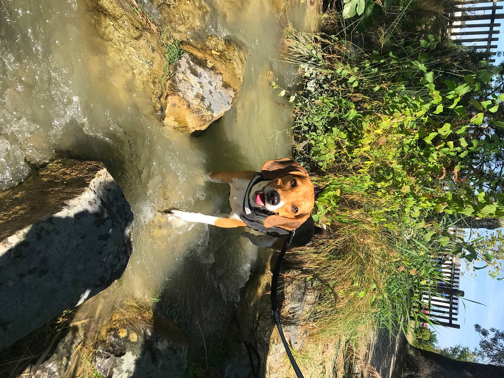 Rio a rejoint le concours — aidez-le/la à gagner de superbes lots ! adventure, bedrock, biome, fun, grass, jungle, landscape, leisure, organism, people_in_nature, plant, recreation, reflection, rock, stream, tree, vegetation, water, watercourse, wood