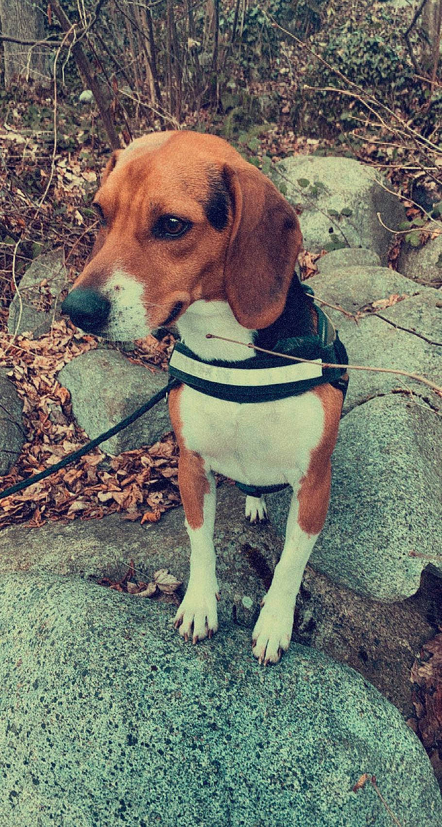 Rio a rejoint le concours — aidez-le/la à gagner de superbes lots ! adventure, canidae, carnivore, collar, companion_dog, dog, dog_breed, dog_collar, dog_supply, fawn, grass, hound, hunting_dog, pet_supply, plant, scent_hound, snout, soil, sporting_group, working_animal