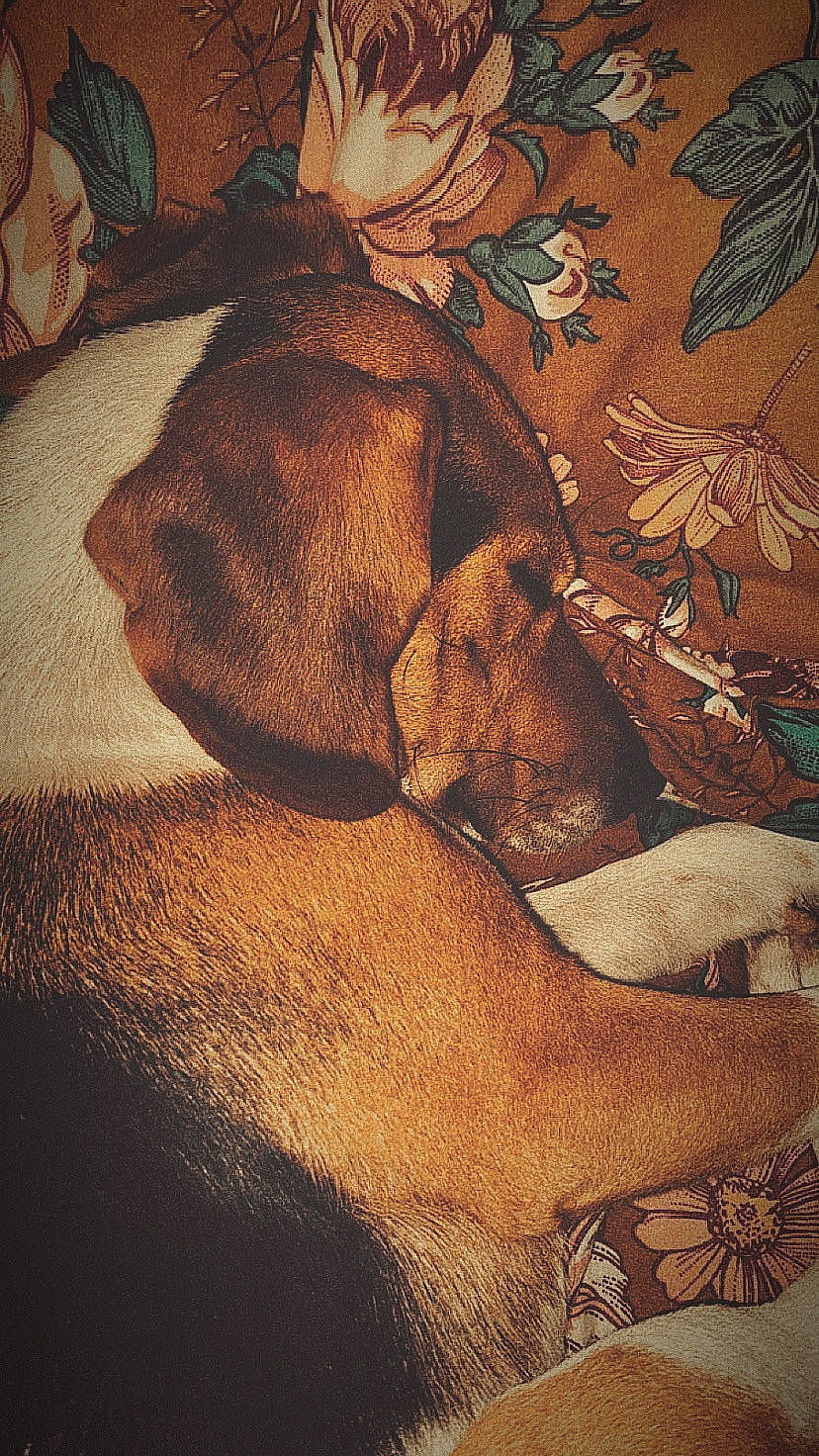 Rio participe au concours pour gagner de l'argent avec cette photo : art, brown, canidae, carnivore, cloud, comfort, companion_dog, dog, dog_breed, fawn, illustration, linens, liver, painting, snout, sporting_group, tints_and_shades, visual_arts, wood, working_animal