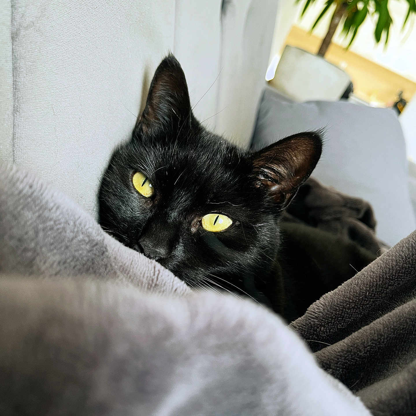 Mia