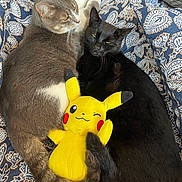 Mia participe au concours pour gagner de l'argent avec cette photo : cat, gray_cat, black_cat, plush_toy, pikachu, cuddle, sleeping, blanket, patterned, indoor, pet, animal, feline, cute, cozy, resting, soft_toy, yellow, relaxed, companionship