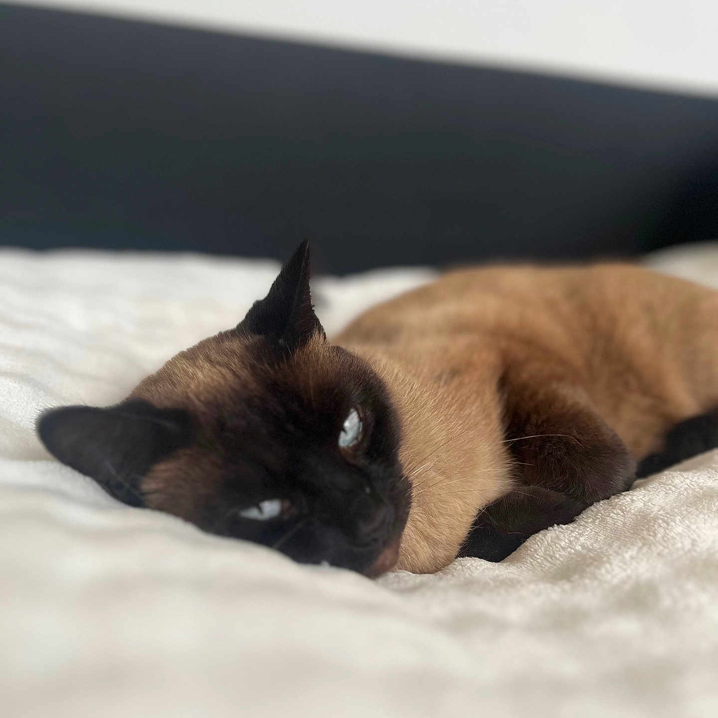 Kiara a rejoint le concours — aidez-le/la à gagner de superbes lots ! siamese_cat, cat, pet, feline, lying_down, blue_eyes, relaxed, indoor, blanket, bed, cozy, fur, animal, resting, sleepy, close_up, whiskers, ears, portrait, soft