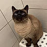 Kiara participe au concours pour gagner de l'argent avec cette photo : cat, siamese_cat, blue_eyes, sitting, step_stool, polka_dot, tile_wall, tile_floor, indoor, pet, animal, fur, whiskers, ears, curious, looking_up, corner, domestic_cat, feline, brown_fur