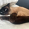 Kiara participe au concours pour gagner de l'argent avec cette photo : cat, siamese_cat, blue_eyes, fur, pet, animal, sleeping, resting, blanket, cozy, indoor, soft, cute, whiskers, paw, tail, relaxed, bed, comfort, feline