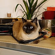 Kiara participe au concours pour gagner de l'argent avec cette photo : cat, siamese_cat, blue_eyes, kitchen, countertop, plant, domestic_animal, pet, fur, whiskers, indoor, houseplant, food_container, appliance, table, resting, looking, brown, cream, black