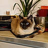cat, siamese_cat, blue_eyes, kitchen, countertop, plant, domestic_animal, pet, fur, whiskers, indoor, houseplant, food_container, appliance, table, resting, looking, brown, cream, black