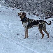 Jax is registered to the contest to win money with this photo: animal, brown, canine, cold, dog, forest, fur, landscape, mammal, nature, outdoor, path, pets, season, snow, standing, tree, white, wild, winter