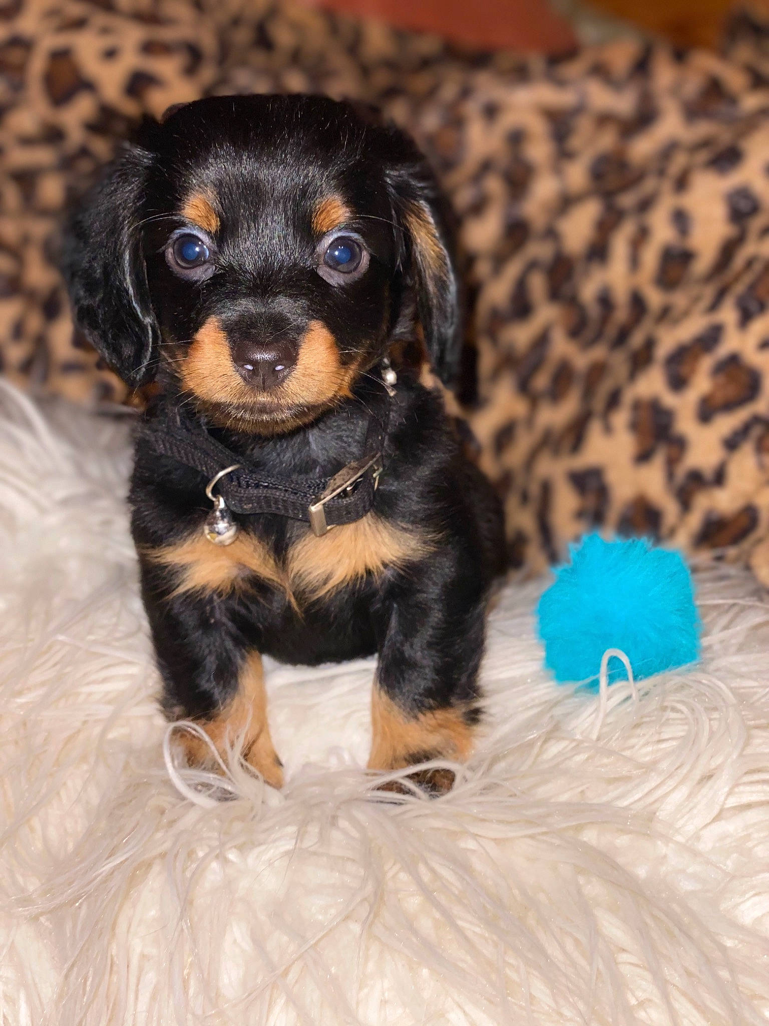 Rocko is registered to the contest to win money with this photo: canidae, carnivore, companion_dog, dog, dog_breed, dog_supply, electric_blue, fawn, fur, liver, paw, snout, sporting_group, terrestrial_animal, toy_dog, whiskers, working_animal