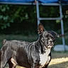 dog, black_dog, outdoor, sunlight, grass, trampoline, pet, animal, alert, standing, white_chest, shadow, daytime, nature, fence, garden, canine, mammal, domestic_animal, portrait