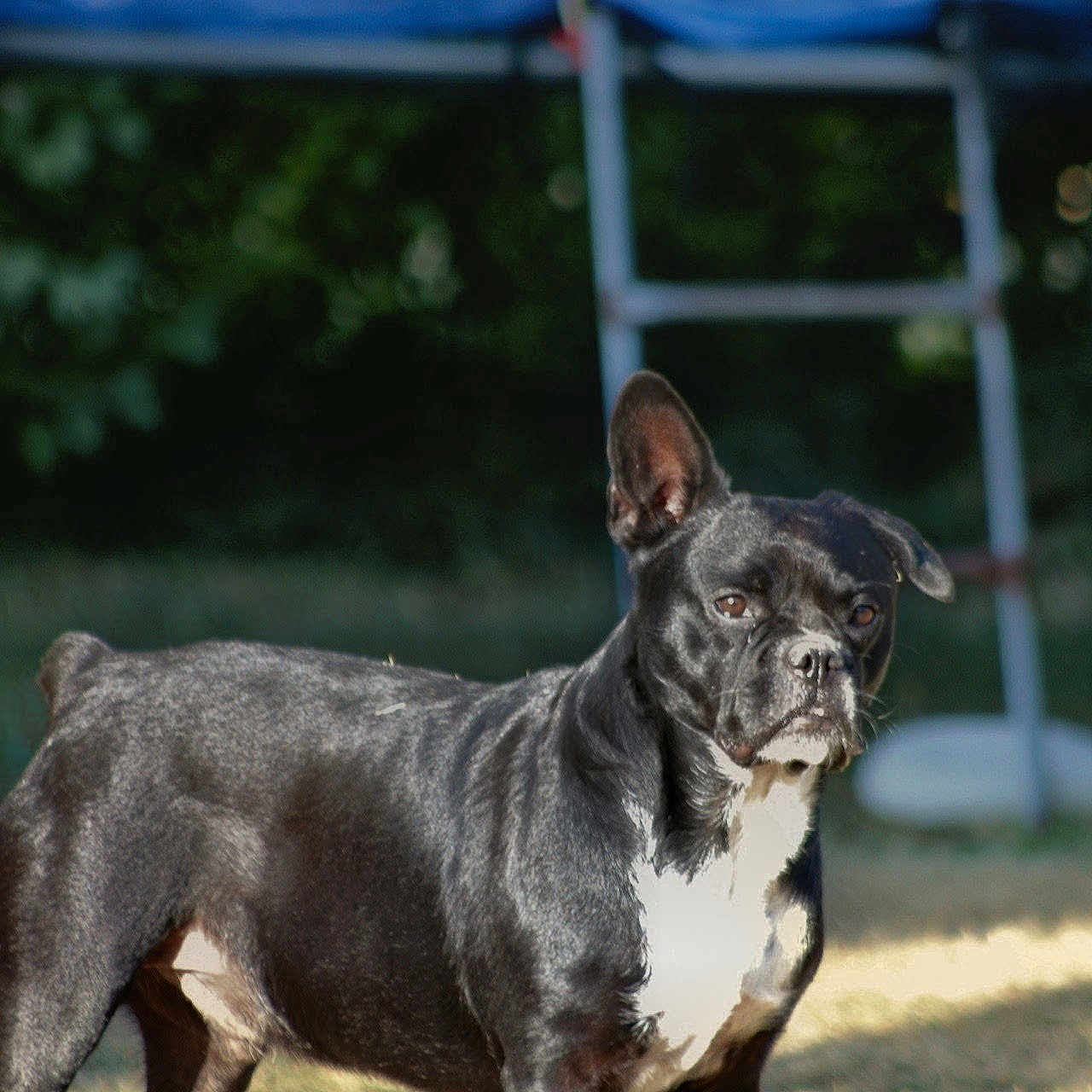 Pako