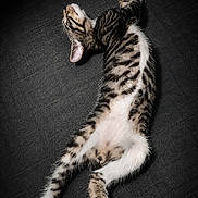 Mickey participe au concours pour gagner de l'argent avec cette photo : animal, black_background, cat, cute, domestic_animal, feline, fur, indoor, kitten, paw, pet, relaxed, resting, sleeping, stretched_out, striped, tabby, texture, whiskers, young
