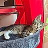 cat, kitten, tabby, pet, indoor, window, curtain, red_chair, furniture, cozy, fluffy_bed, relaxed, green_eyes, sunlight, home, animal, resting, soft_texture, looking_out, cute