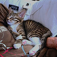 Mickey a rejoint le concours — aidez-le/la à gagner de superbes lots ! kitten, cat, sleeping, tabby, paw_pads, person, brown_shirt, text_on_shirt, couch, white_pillow, relaxed, cute, indoor, pet, cozy, resting, animal, feline, human_hand, closeup