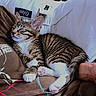 kitten, cat, sleeping, tabby, paw_pads, person, brown_shirt, text_on_shirt, couch, white_pillow, relaxed, cute, indoor, pet, cozy, resting, animal, feline, human_hand, closeup