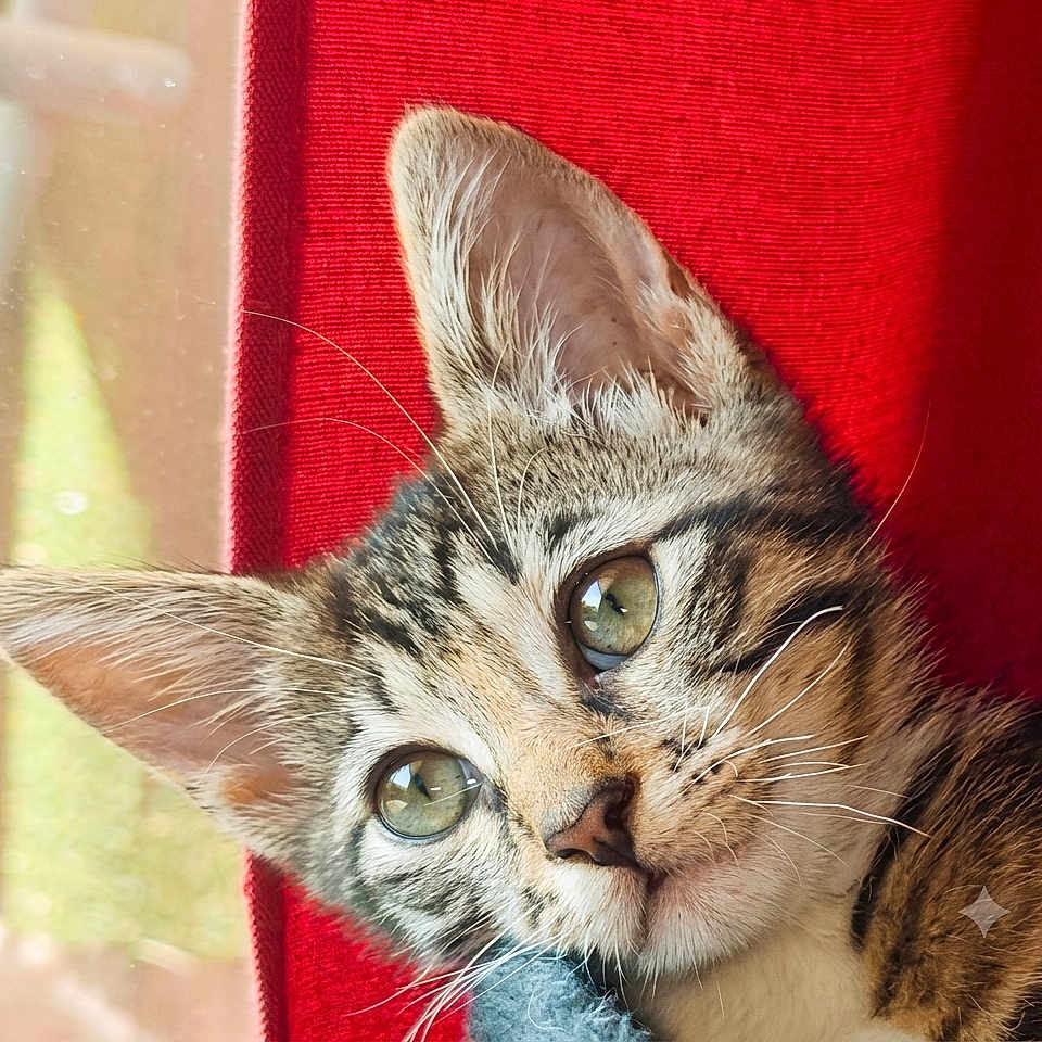 Mickey participe au concours pour gagner de l'argent avec cette photo : cat, kitten, close_up, portrait, green_eyes, whiskers, fur, red_background, curious, pet, animal, cute, indoor, soft_light, young_cat, feline, ears, face, resting, domestic_cat
