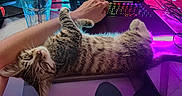 Mickey a rejoint le concours — aidez-le/la à gagner de superbes lots ! arm, cat, colorful_lighting, desk, electronics, feline, glass, hand, indoor, keyboard, kitten, laptop, pet, relaxing, resting, sleeping, tabby, table, technology, water