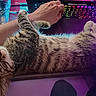 Mickey a rejoint le concours — aidez-le/la à gagner de superbes lots ! cat, kitten, tabby, sleeping, arm, hand, laptop, keyboard, glass, water, table, technology, indoor, relaxing, pet, feline, colorful_lighting, electronics, desk, resting