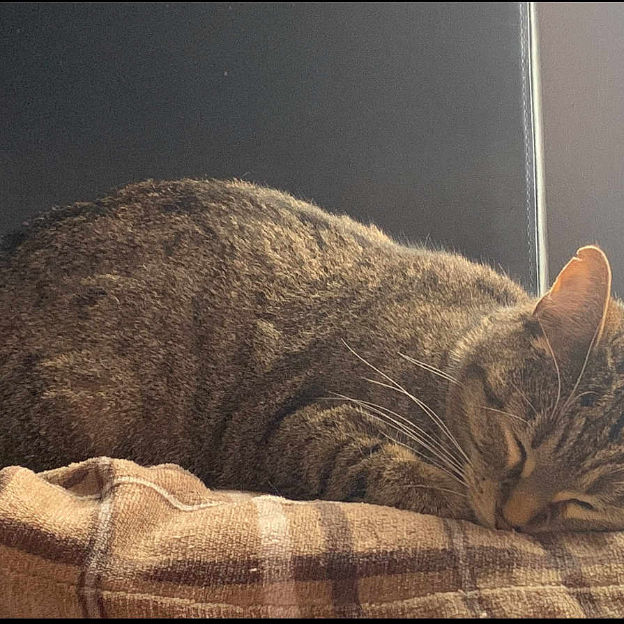 Luna joined the competition — help win amazing prizes! abyssinian, animal, blanket, cat, couch, cushion, egyptiancat, furniture, homedecor, kitten, manx, person, pet, sleeping