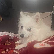 Olaf a rejoint le concours — aidez-le/la à gagner de superbes lots ! dog, white_dog, fluffy, blanket, red_blanket, heart_pattern, snowflake_pattern, cozy, indoor, pet, fur, comfort, resting, cute, animal, companion, soft_light, home, relaxing, couch