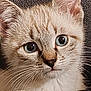 Mochi participe au concours pour gagner de l'argent avec cette photo : animal, blue_eyes, cat, close_up, cute, domestic_cat, ears, expression, face, feline, fur, indoor, looking, mammal, pet, portrait, soft_light, texture, whisker_detail, whiskers