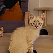 Mochi a rejoint le concours — aidez-le/la à gagner de superbes lots ! animal, blue_eyes, cat, cat_tree, cozy, cream_color, curious, cute, domestic_cat, feline, furniture, home_interior, indoor, kitten, looking, pet, pillow, sitting, wooden_table, young_cat