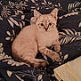 Mochi participe au concours pour gagner de l'argent avec cette photo : animal, blanket, cat, comfort, cozy, cute, feline, fluffy, fur, indoor, kitten, leaf, looking, pattern, paw, pet, relaxed, resting, small, young