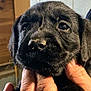 animal, black_fur, canine, close_up, cute, dog, domestic_animal, expression, face, fur, hand, holding, indoor, looking, mammal, pet, portrait, puppy, small, young