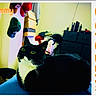 cat, tuxedo_cat, black_and_white, pet, animal, green_eyes, whiskers, portrait, sitting, indoor, bedroom, calendar, october, 2026, orange_text, text_overlay, clothing, clutter, furniture, close_up