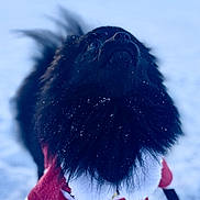 Sushi a rejoint le concours — aidez-le/la à gagner de superbes lots ! dog, black_dog, snow, winter, outdoor, pet, fur, leash, costume, festive, holiday, curious, cute, animal, canine, cold, snowflakes, winter_clothing, fluffy, playful