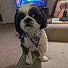 Tony Jett joined the competition — help win amazing prizes! dog, puppy, black_and_white, small_breed, shih_tzu, pet, portrait, sitting, couch, living_room, medal, ribbon, patriotic, stars, collar, fluffy, long_hair, front_view, television, indoor