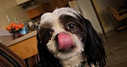 Tony Jett joined the competition — help win amazing prizes! dog, black_and_white, fluffy, long_ears, tongue, licking, wide_eyes, portrait, close_up, pet, indoors, home, kitchen, living_room, furniture, collar, name_tag, seated, funny, animal