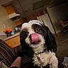 animal, black_and_white, close_up, collar, dog, fluffy, funny, furniture, home, indoors, kitchen, licking, living_room, long_ears, name_tag, pet, portrait, seated, tongue, wide_eyes