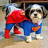 Tony Jett joined the competition — help win amazing prizes! dog, shih_tzu, pet, superhero_costume, cape, blue_outfit, red_outfit, superman_symbol, standing, indoors, living_room, carpet, furry, black_and_white, small_dog, pet_clothing, portrait, cute, costume, animal_face