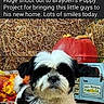 animal, autumn, black_and_white, cute, dog, fall, farm, fluffy, hay, lying_down, market, outdoor, pet, portrait, pumpkin, puppy, shih_tzu, sitting, social_media_screenshot, wooden_deck