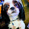 adorable, animal, black_and_white, brown_eyes, close_up, collar, cute, dog, fluffy, front_view, indoors, long_hair, looking_at_camera, pet, portrait, puppy, shih_tzu, sitting, tag, text_overlay