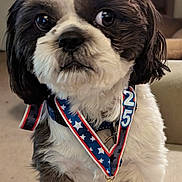 Tony Jett joined the competition — help win amazing prizes! dog, shih_tzu, pet, portrait, medal, ribbon, award, patriotic, stars, black_and_white, fluffy, long_hair, sitting, indoors, living_room, television, couch, paw_print, collar, close_up
