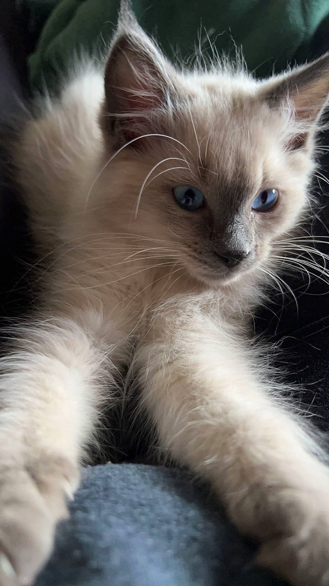 Appa joined the competition — help win amazing prizes! carnivore, cat, claw, domestic_short_haired_cat, fawn, felidae, fur, iris, paw, small_to_medium_sized_cats, snout, tail, terrestrial_animal, whiskers