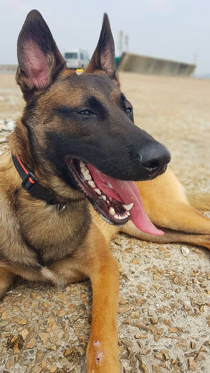 Youko participe au concours pour gagner de l'argent avec cette photo : belgian_shepherd, belgian_shepherd_malinois, canidae, carnivore, dog, dog_breed, east_european_shepherd, fawn, german_shepherd_dog, king_shepherd, kunming_wolfdog, mammal, old_german_shepherd_dog, police_dog, rare_breed_dog, snout, tervuren, vertebrate, working_dog