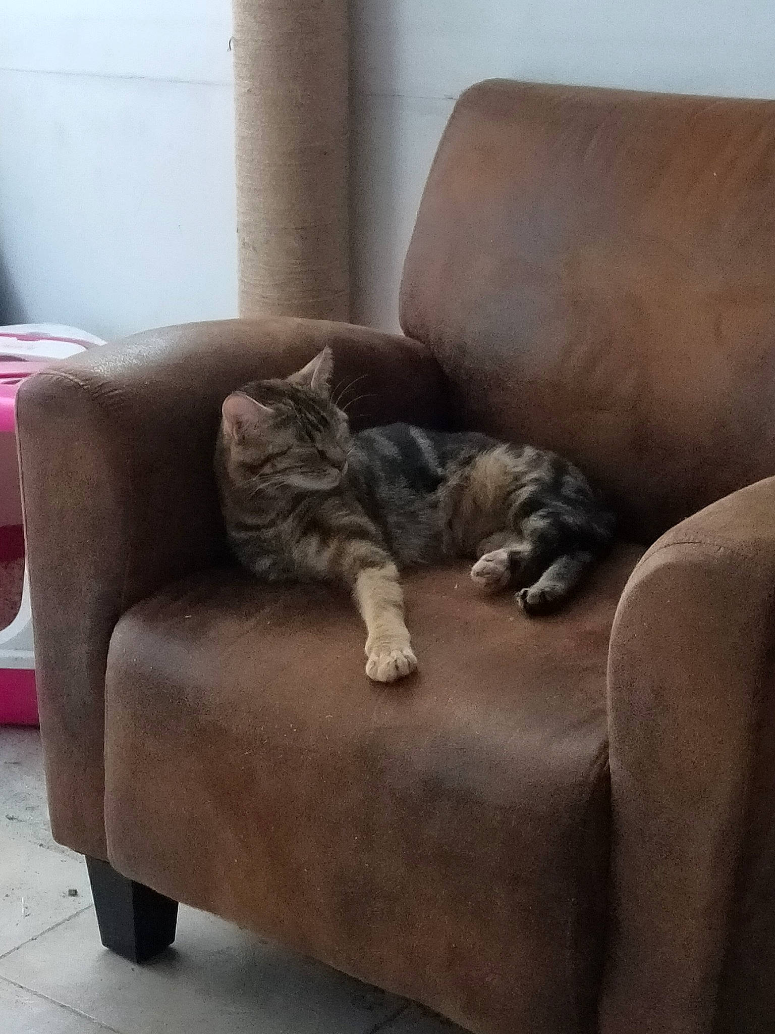 Poupousse a rejoint le concours — aidez-le/la à gagner de superbes lots ! armrest, brown, carnivore, cat, comfort, couch, felidae, floor, flooring, furniture, grey, hardwood, interior_design, living_room, small_to_medium_sized_cats, studio_couch, tail, wheel, whiskers, wood