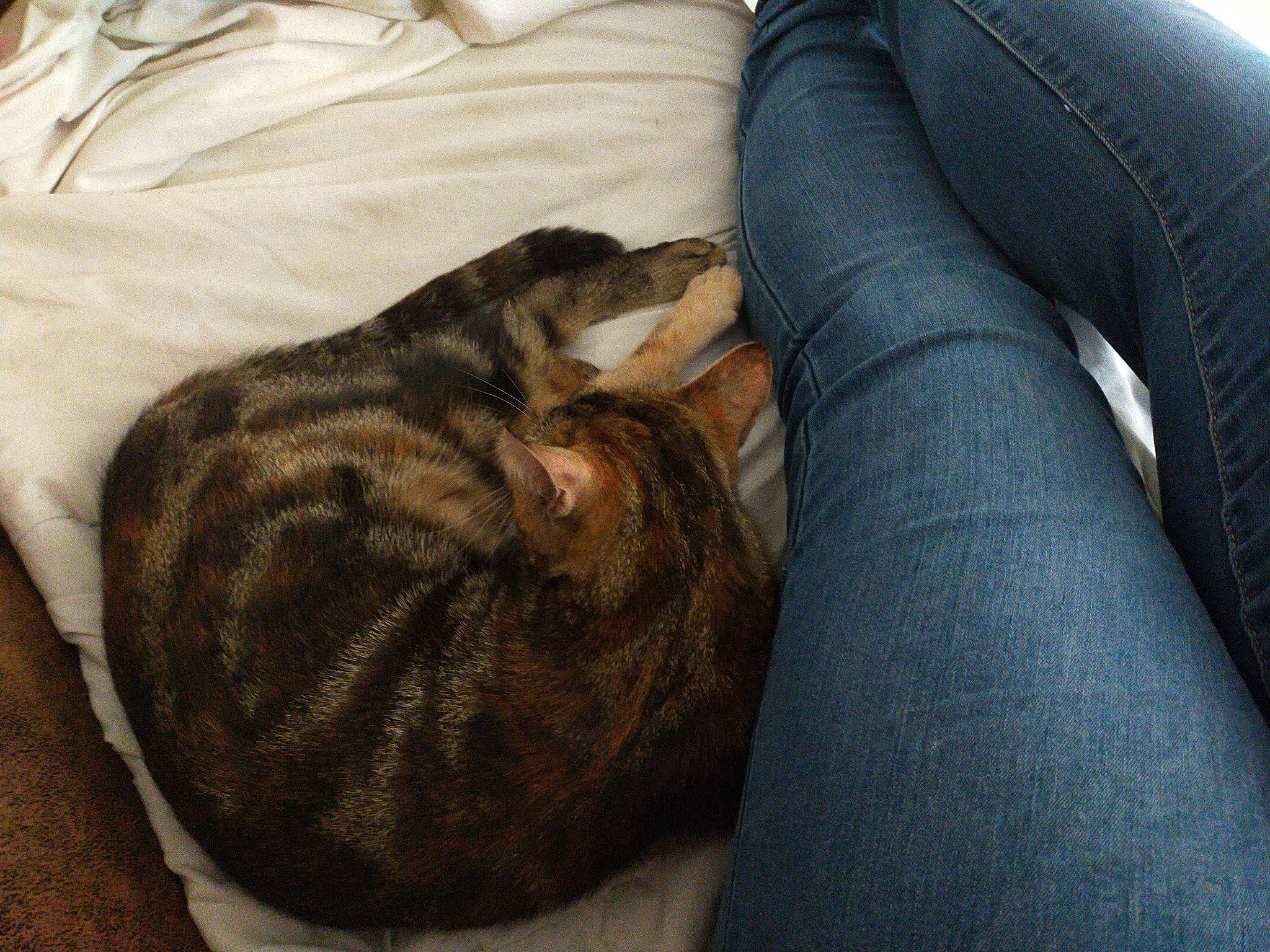 Poupousse participe au concours pour gagner de l'argent avec cette photo : carnivore, cat, comfort, companion_dog, couch, denim, dog_breed, domestic_short_haired_cat, fawn, felidae, fur, grey, human_leg, linens, small_to_medium_sized_cats, studio_couch, tail, textile, thigh, whiskers