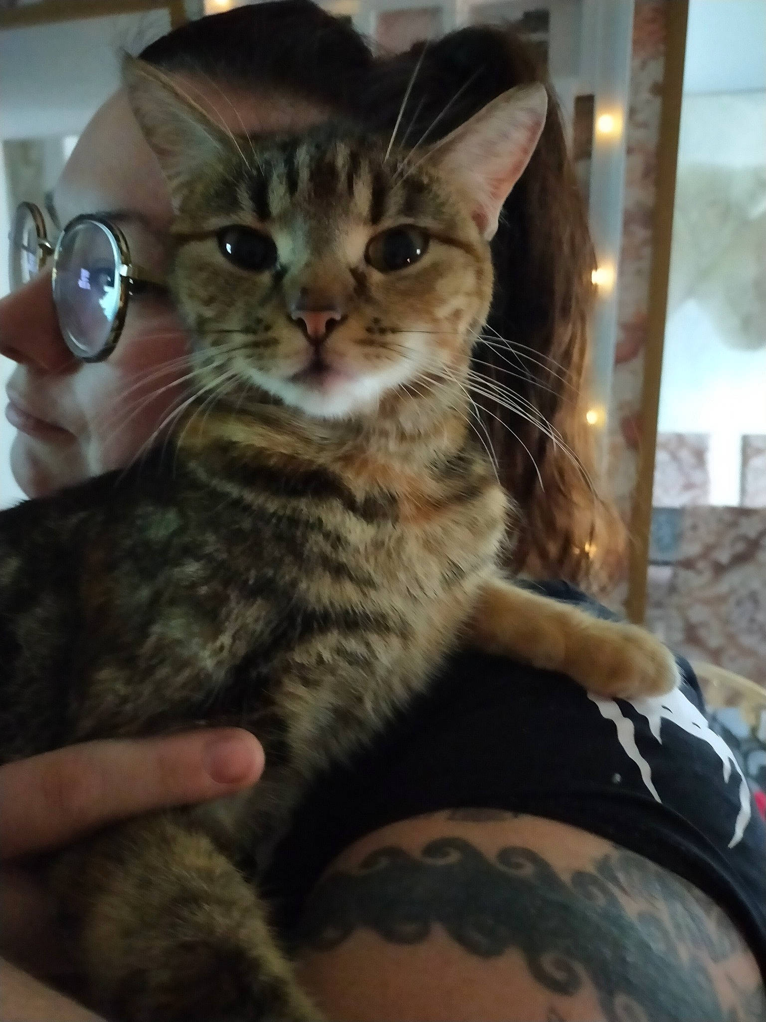 Poupousse participe au concours pour gagner de l'argent avec cette photo : carnivore, cat, claw, comfort, domestic_short_haired_cat, felidae, fur, gesture, nail, paw, sitting, small_to_medium_sized_cats, snout, whiskers