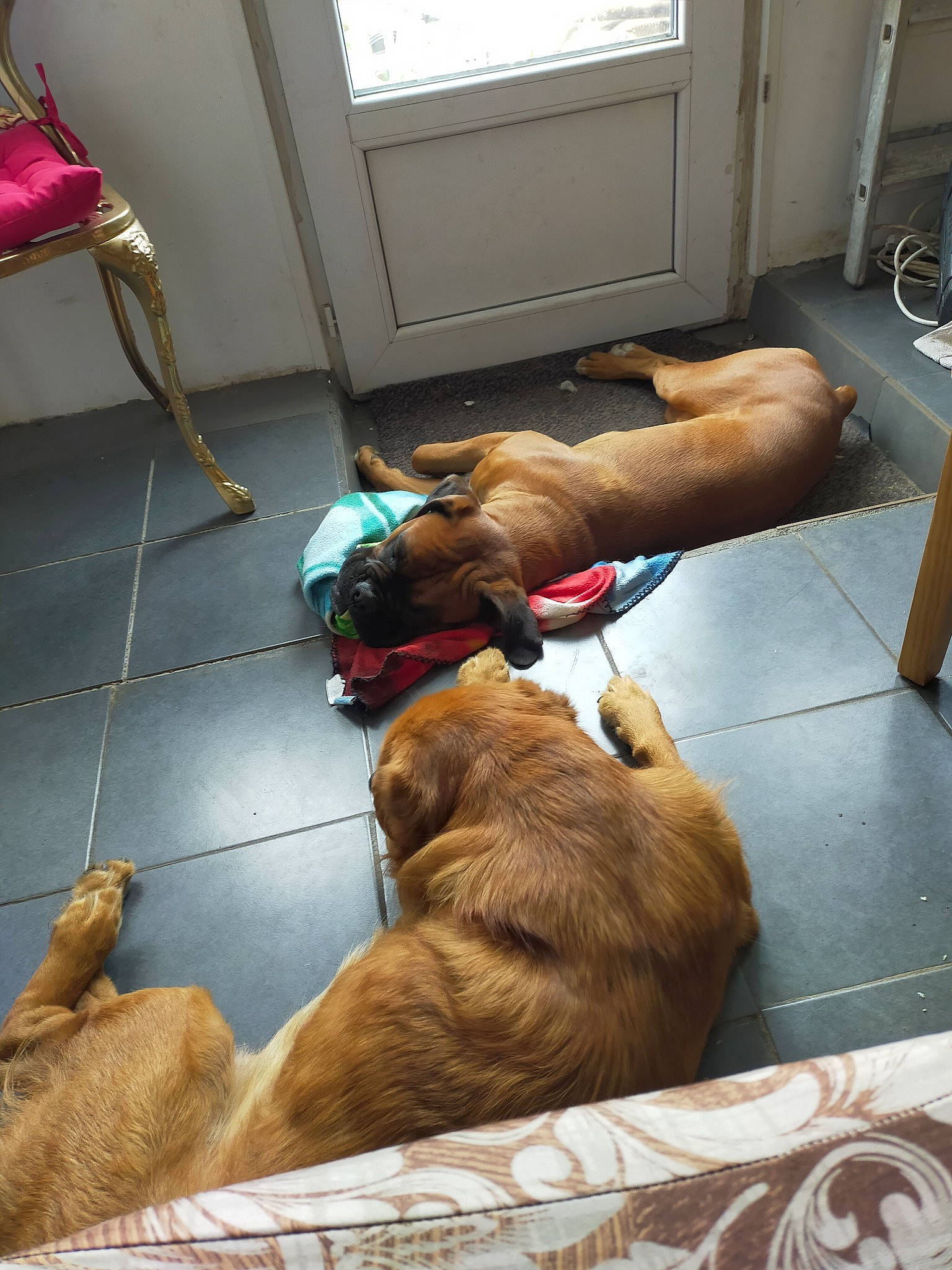 Paco a rejoint le concours — aidez-le/la à gagner de superbes lots ! canidae, carnivore, comfort, companion_dog, dog, dog_breed, fawn, floor, flooring, fur, liver, nap, room, sleep, snout, sporting_group, vertebrate, window, working_animal, wrinkle