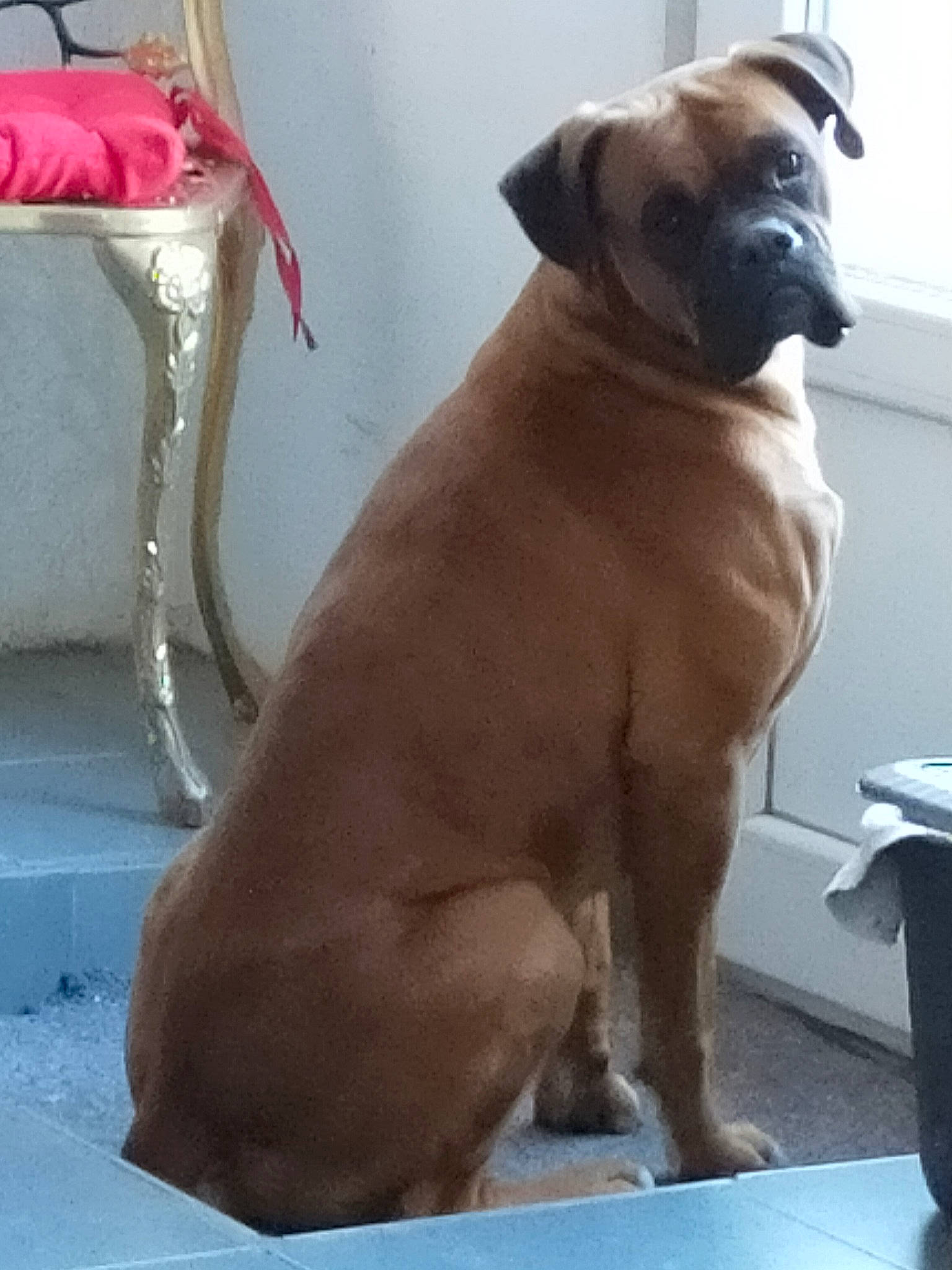 Paco a rejoint le concours — aidez-le/la à gagner de superbes lots ! ancient_dog_breeds, canidae, carnivore, collar, companion_dog, dog, dog_breed, dog_collar, fawn, liver, non_sporting_group, pet_supply, pug, snout, sporting_group, tail, whiskers, window, working_animal, wrinkle