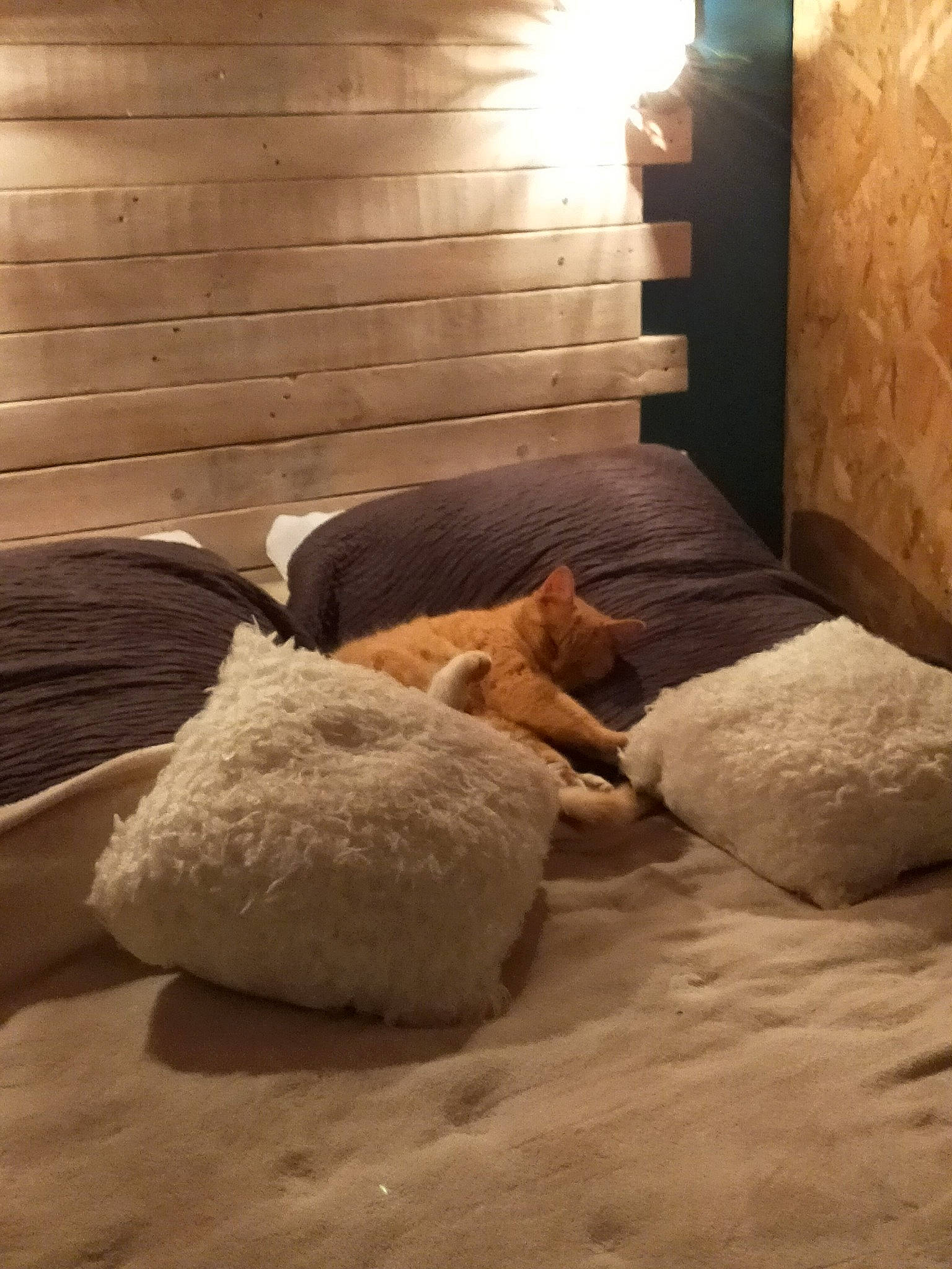 Doudou participe au concours pour gagner de l'argent avec cette photo : bedding, building, carnivore, comfort, door, fawn, felidae, floor, flooring, hardwood, house, interior_design, linens, living_room, small_to_medium_sized_cats, textile, tints_and_shades, window, wood, wood_flooring